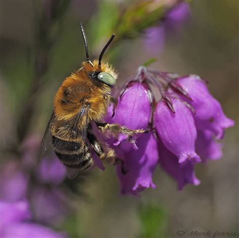 Male Green Eyed Flower Bee Anthophora Bimaculata Flickr