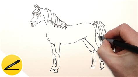 How to Draw a Horse step by step - YouTube