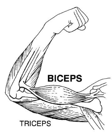 Triceps Brachii Muscle Anatomy, Location & Function | What Are Triceps ...