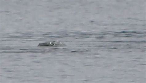 Loch Ness Monster Nessie Captured In Most Exciting Photos After Recent Sighting