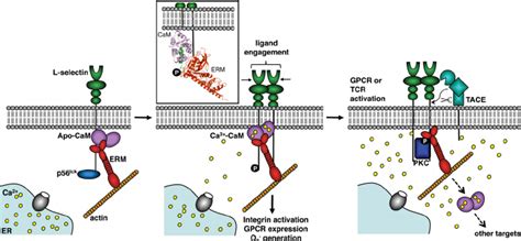 Schematic Of Cam Regulated L Selectin Ectodomain Shedding Pictured Are