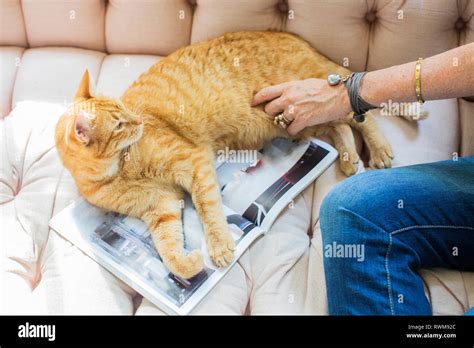 Mature Woman Sitting On Sofa Hi Res Stock Photography And Images Alamy