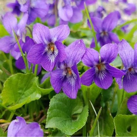 Wood Violet, Sweet Violet, English Violet, Florist's Violet, Garden ...