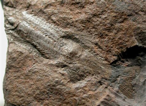 Triassic Fish Fossil