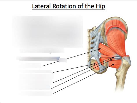 lateral rotation of the hip and abduction and medial rotation of the ...