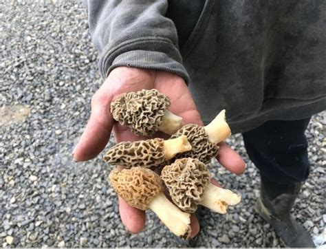 🍄 Morel Mushroom Spores Grow Kit 🍄 Organic Spawn Seeds Ebay