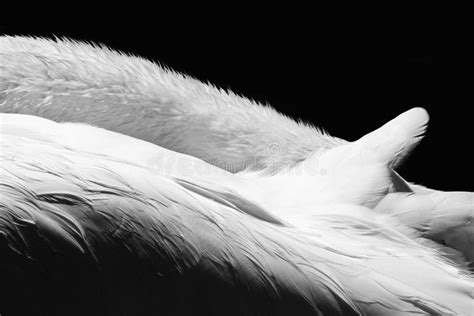 Black And White Swan Stock Photo Image Of White Black 42483078