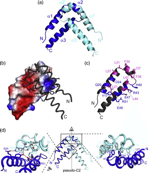 Overall Structure Of The QkI Qua1 Homodimerization Subdomain A