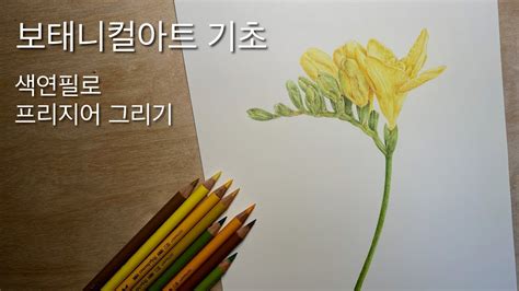 색연필 보태니컬아트 기초 프리지어 그리기 Youtube