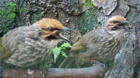 Tembakan Dahsyat Burung Trucuk Sehabis Dipanen YouTube