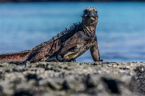 Hewan Terlangka2016 Iguana Godzilla Images