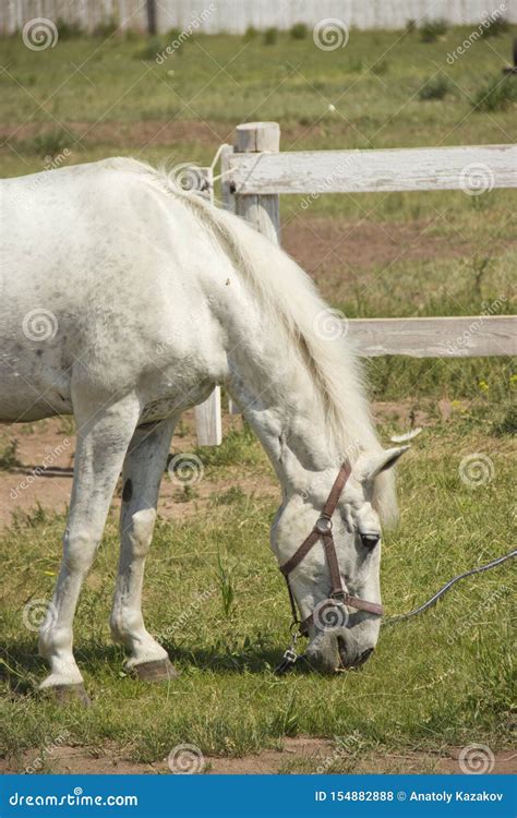 Beautiful White Horse Grazing In The Meadow In Summer Stock Photo