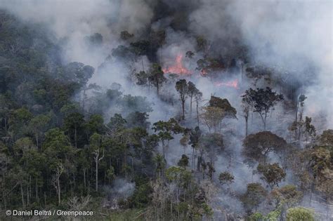 Las 3 Causas De Los Incendios En El Amazonas Greenpeace Colombia