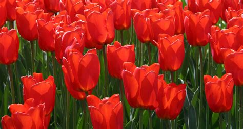 Iran S National Flower Best Flower Site