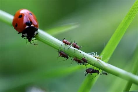 Les Coccinelles Ingenious Mag