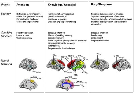 The Neuroscience Of Emotional Regulation