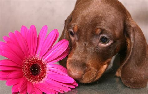 Puppy with flower stock photo. Image of cute, friendship - 6410998