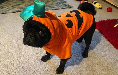 20 Incredible Photos of Dogs in Halloween Costumes - Shiny Eve