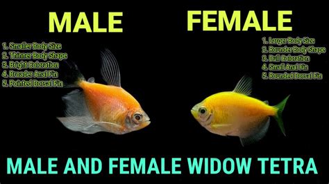 How To Identify Male And Female Widow Fish Youtube