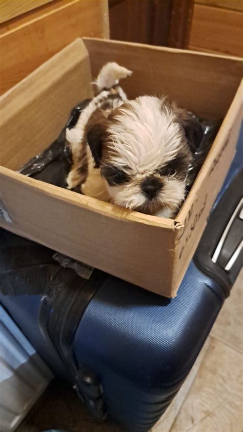 Szczeniaki Shih Tzu P O Sk Olx Pl