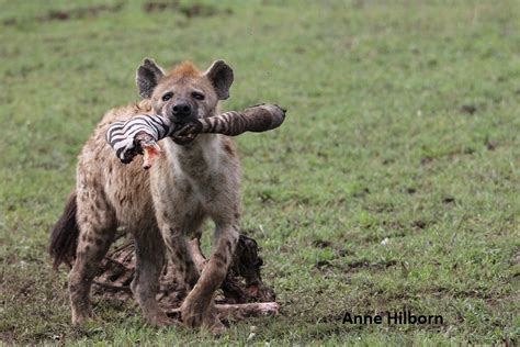 Are Hyenas Cats Or Dogs