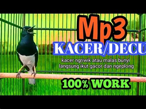 Mp Untuk Kacer Ngriwik Dengar Kicau Ini Di Jamin Kacer Ngriwik Jadi