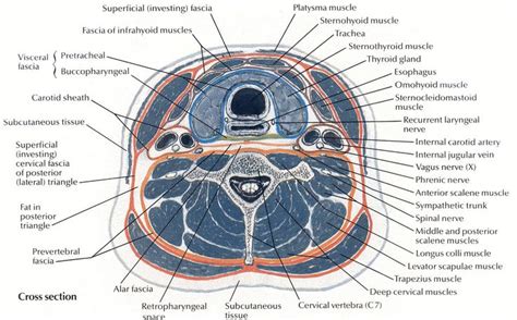 Netter 030a cross section layers | Sternocleidomastoid muscle ...