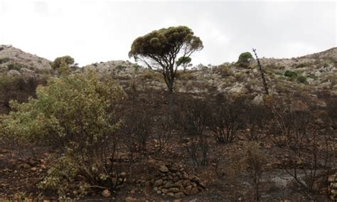 Wildfire In Župa Dubrovačka Brought Under Control After Intense 2 Day