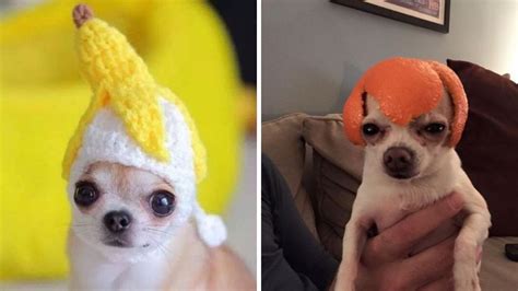 7 Memes De Perros Chihuahua Para Alegrar Tu Fin De Semana Petlife