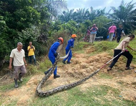 Memukat Ikan Dapat Ular Sawa 80kg