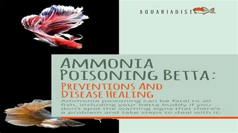 How To Lower Ammonia In Aquarium Without Doing Water Change Effective