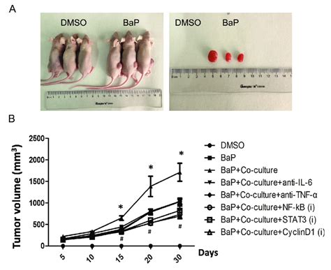 Tumorigenicity Of The Transformed Hbe Cells In Nude Mice A