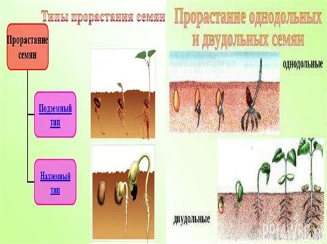Прорастание семян - презентация онлайн