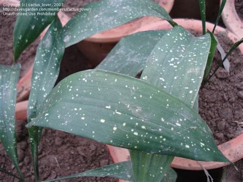 Plantfiles Pictures Aspidistra Cast Iron Plant Milky Way