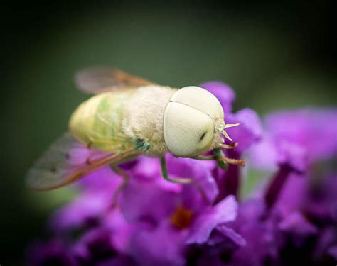 Green Horse Fly Chlorotabanus Crepuscularis Bugguidenet