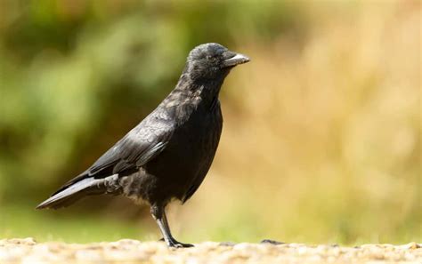 7 Ways To Scare Crows Away (And How To Use Them) - Pest Pointers