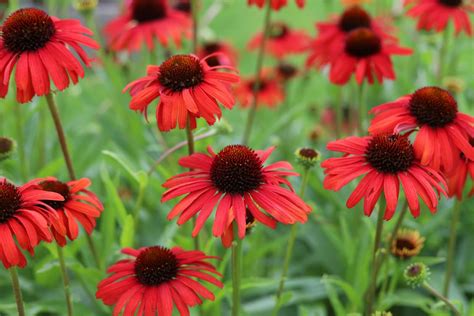 When Do You Cut Back Coneflowers? (Essential Guide) - Petal Republic