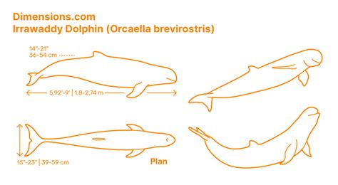 Common Bottlenose Dolphin Tursiops Truncatus Dimensions And Drawings