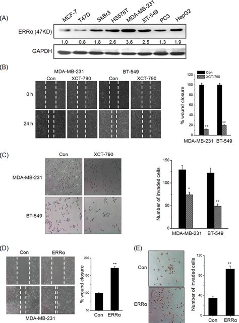 Err Triggers The In Vitro Migration And Invasion Of Tnbc Cells A The