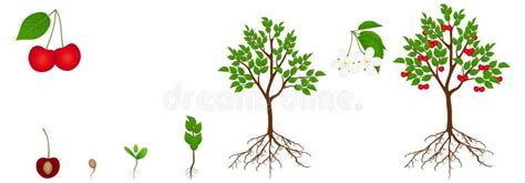 Cycle Of Growth Of A Cherry Tree Is Isolated On A White Background