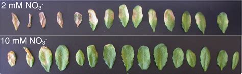 Plant Nitrate Supply Regulates Erwinia Amylovora Virulence Gene