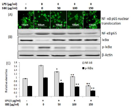 Effect Of Sbe On Lps Induced Nuclear Translocation Of Nf κ B P65