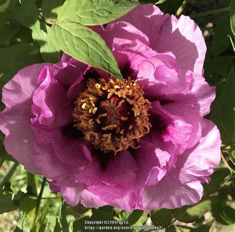 Photo Of The Bloom Of Rockii Hybrid Tree Peony Paeonia Angel Emily