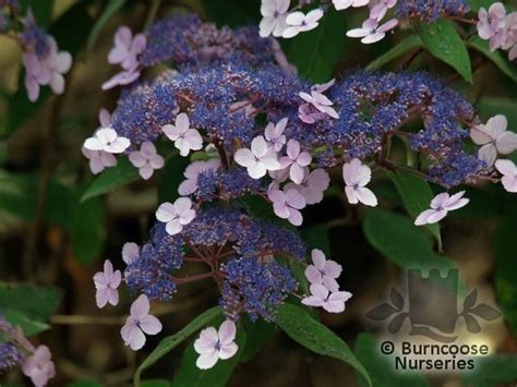 Hydrangea Aspera Villosa Group From Burncoose Nurseries