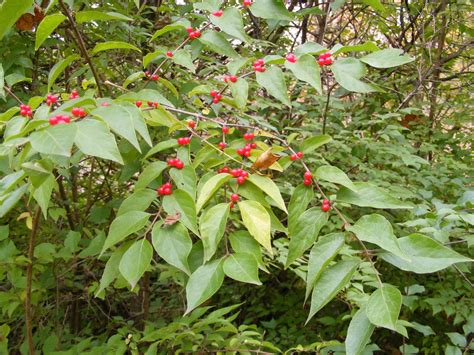 How To Get Rid Of Honeysuckles Nashville Tree Conservation Corps