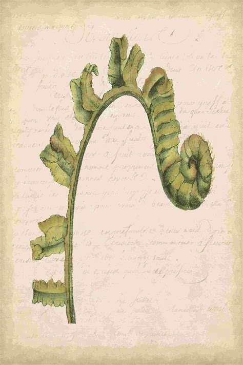 Bayou Breeze Small Fiddlehead Ferns Iii U By Jennifer Goldberger