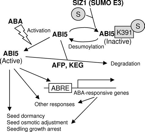 Sumoylation Of Abi By The Arabidopsis Sumo E Ligase Siz Negatively