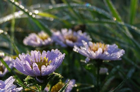 Blumen Tau Wassertropfen Kostenloses Foto Auf Pixabay