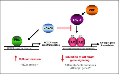 Model Of HOXC8 Action In Human Prostate Cells HOXC8 Acts As A