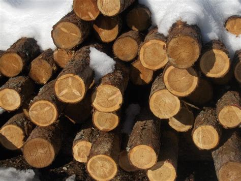 Achat Vente De Rondins De Bois Bruts Dynamique Environnement